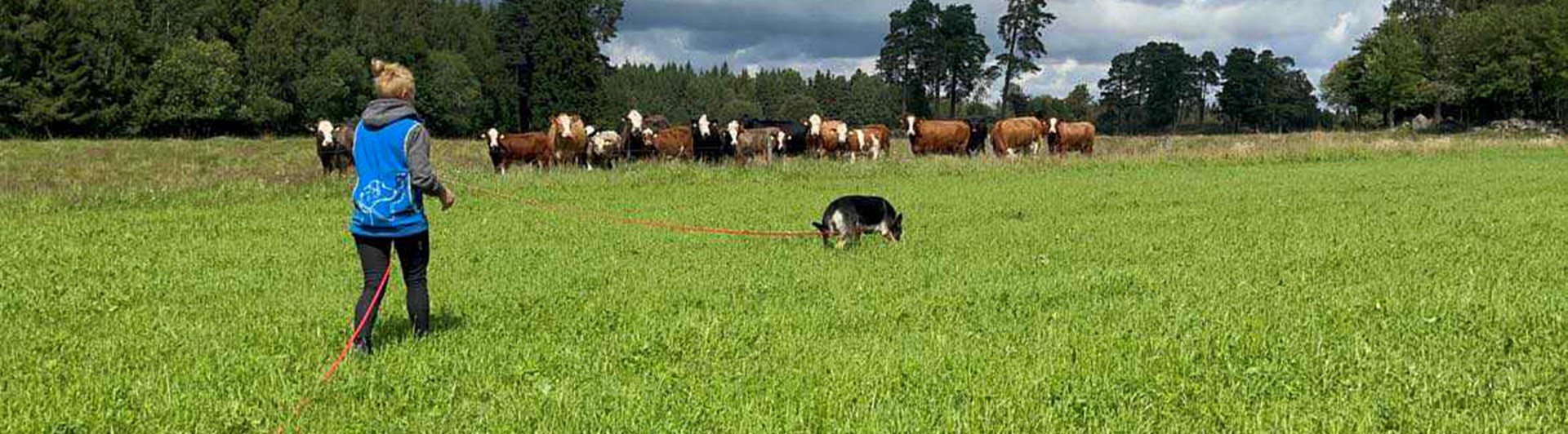 Förare och sin hund som spårar