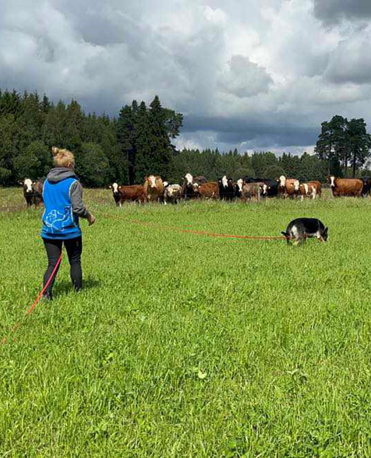 Förare och sin hund som spårar
