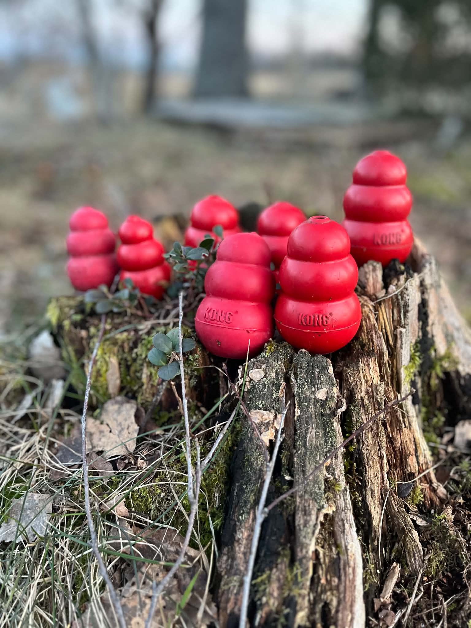 Många röda kongar i olika stl på en stubbe