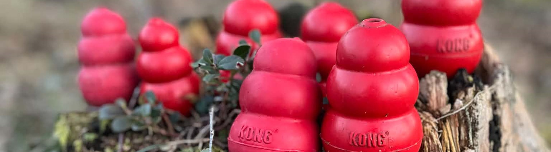 Många röda kongar i olika stl på en stubbe