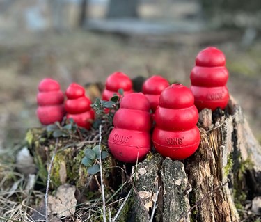Många röda kongar i olika stl på en stubbe