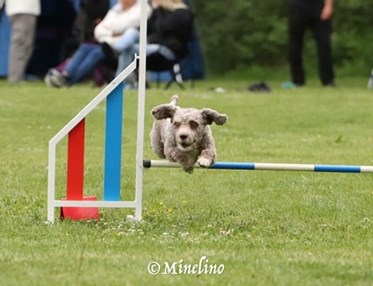 En spansk vattenhund som kör agility