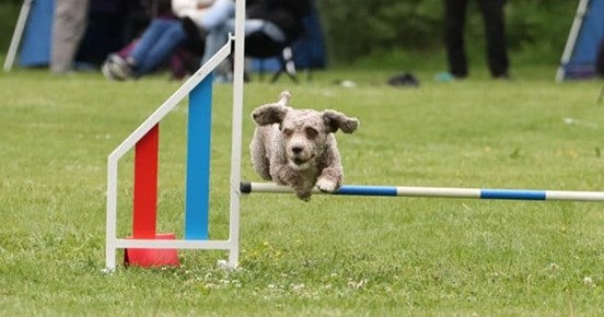 En spansk vattenhund som kör agility