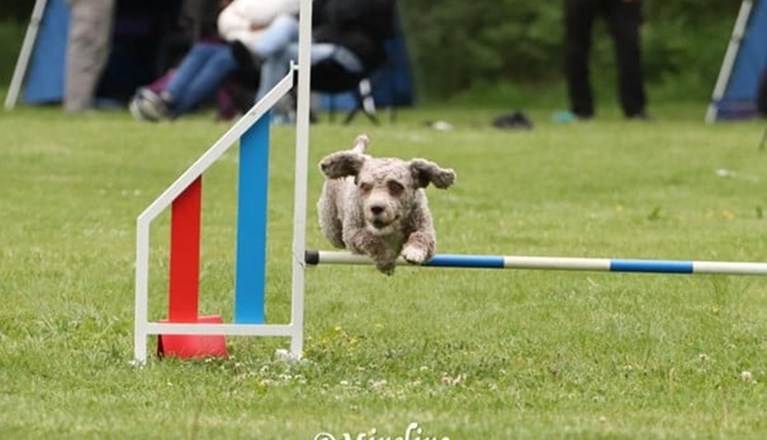 En spansk vattenhund som kör agility