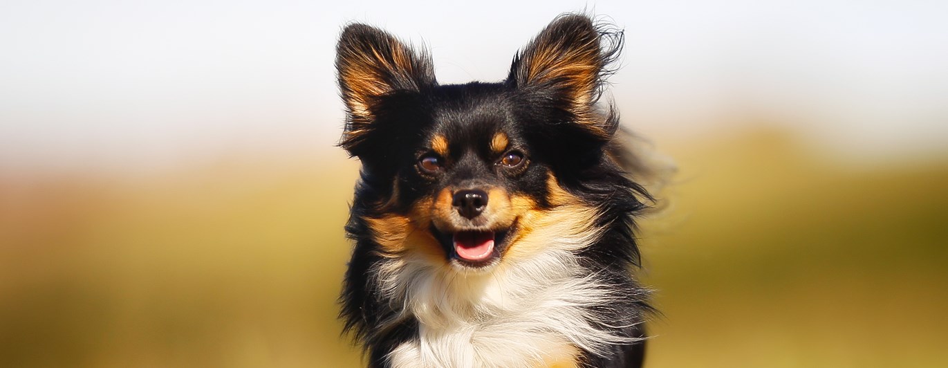 Springandes långhårig chihuahua