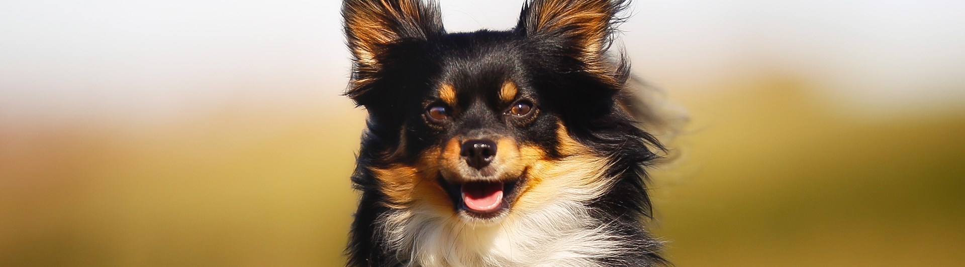 Springandes långhårig chihuahua