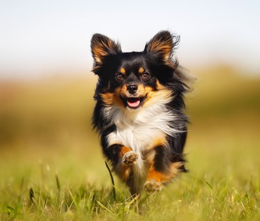 Springandes långhårig chihuahua