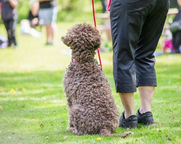 Hund sitter i fotposition