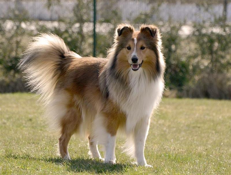 Bild på en shetland sheepdog