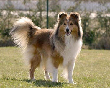 Bild på en shetland sheepdog