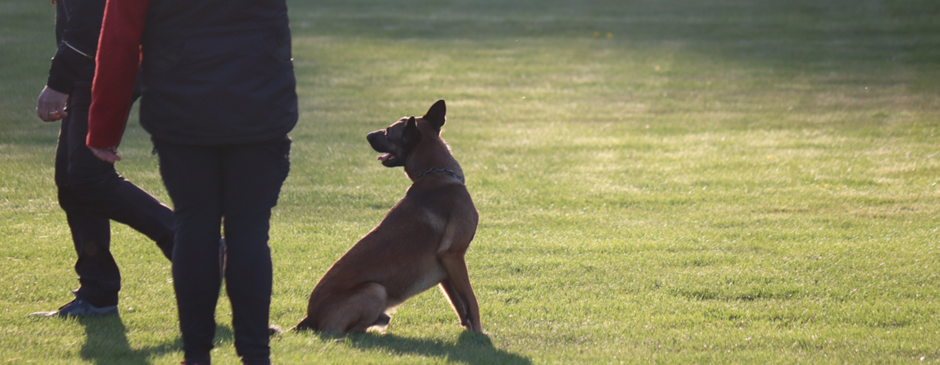 Hund med förare på träningsplan.