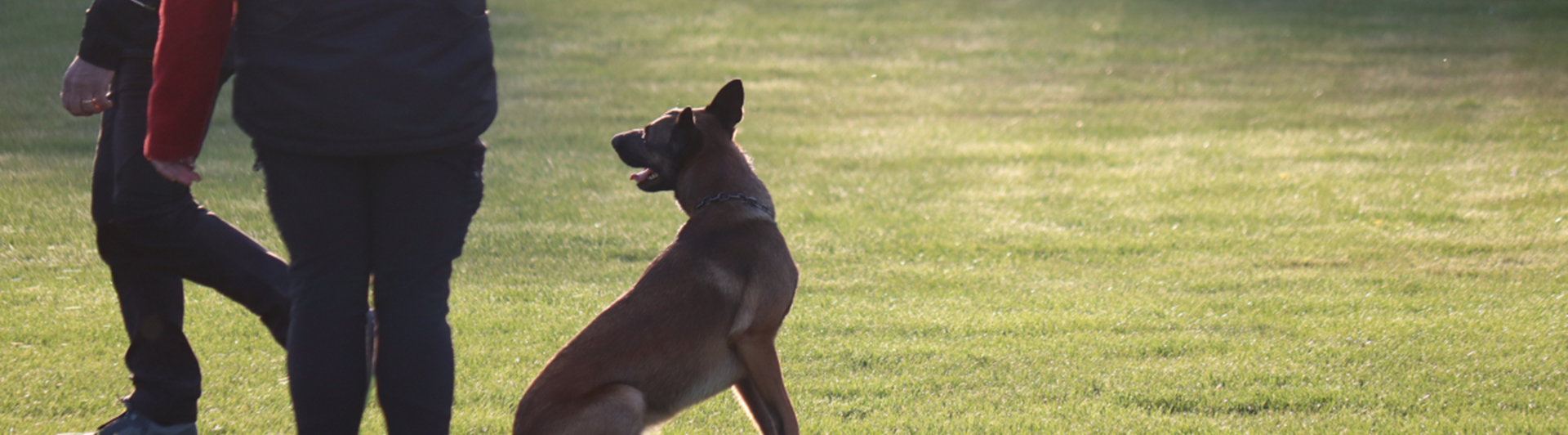 Hund med förare på träningsplan.