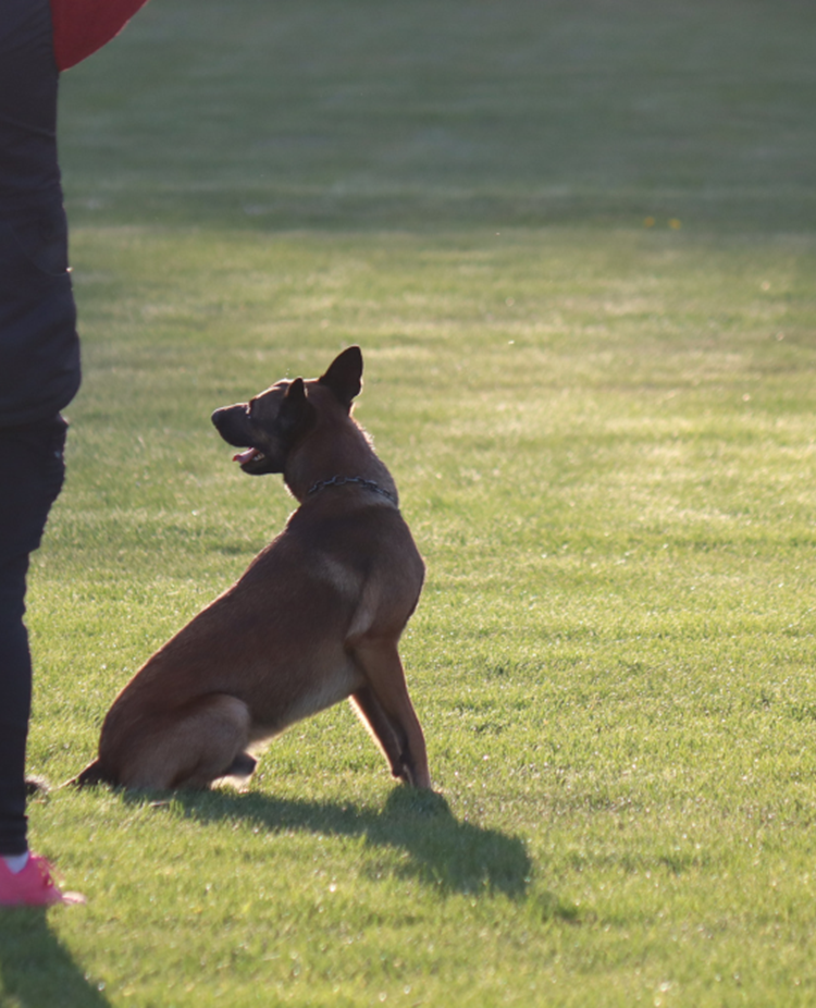Hund med förare på träningsplan.