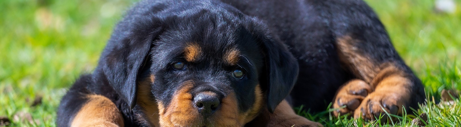 Rottweilervalp
