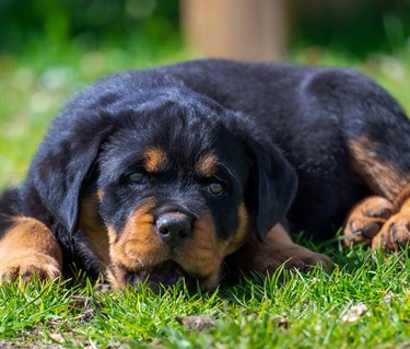 Rottweilervalp