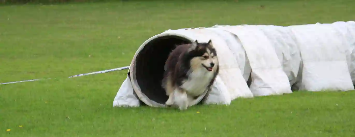 Hund på väg ut ur agilitytunnel vid tävling Trelleborgs Brukshundklubb
