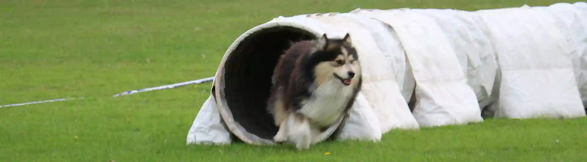 Hund på väg ut ur agilitytunnel vid tävling Trelleborgs Brukshundklubb