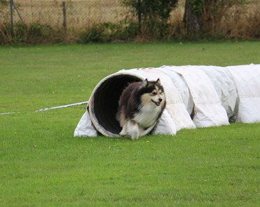 Hund på väg ut ur agilitytunnel vid tävling Trelleborgs Brukshundklubb