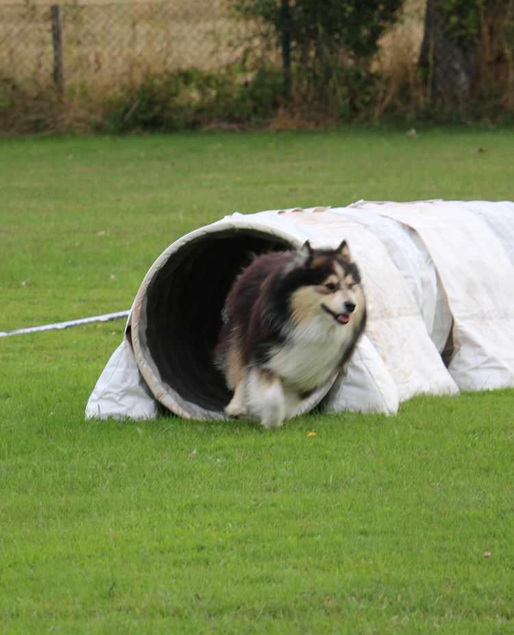 Hund på väg ut ur agilitytunnel vid tävling Trelleborgs Brukshundklubb