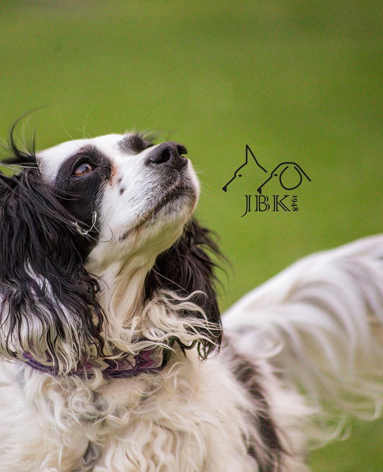 Hund med JBK-logotypen