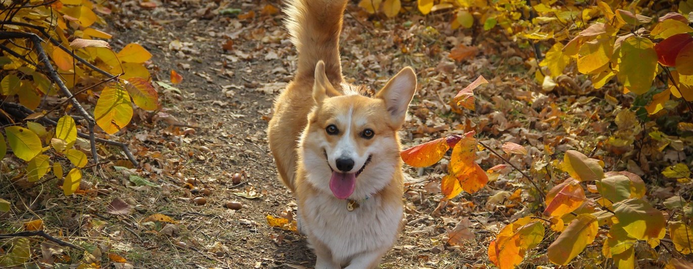 Corgi