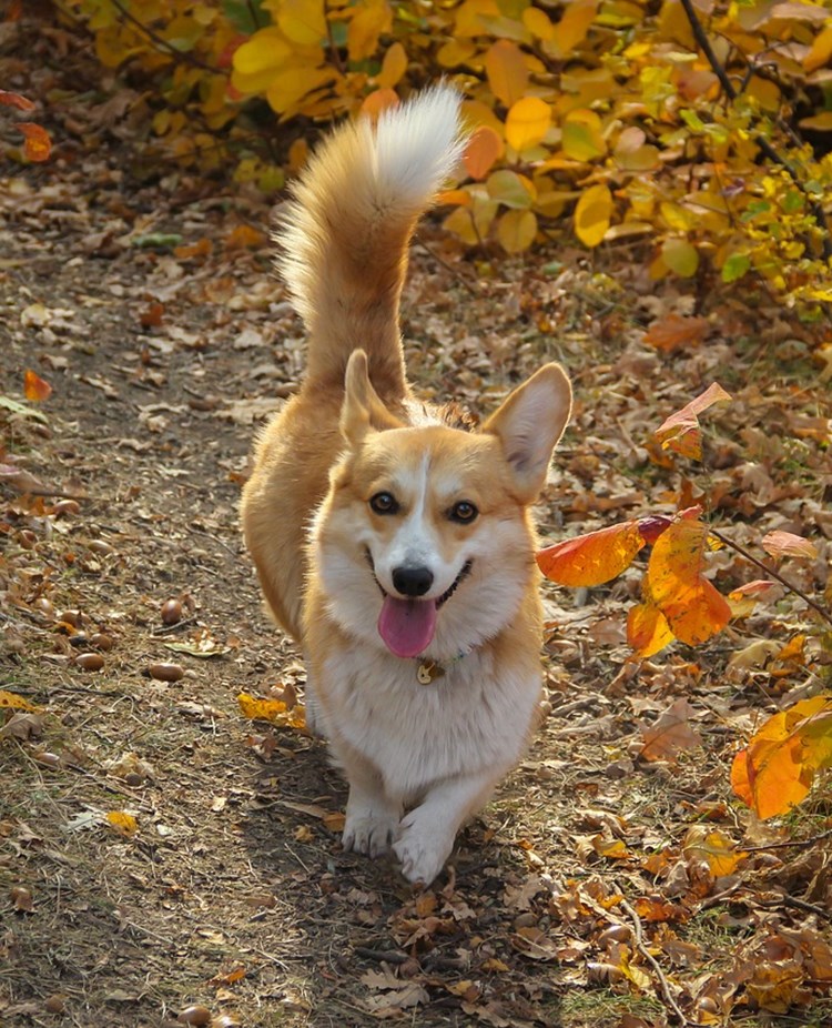 Corgi