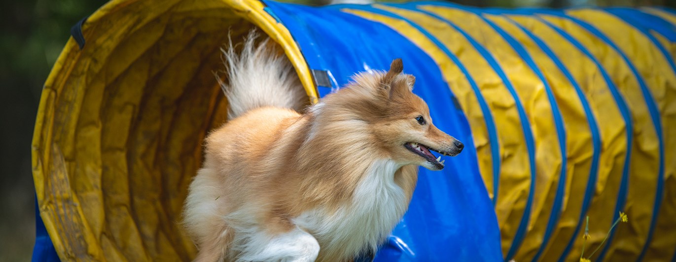 Sheltie agilitytunnel