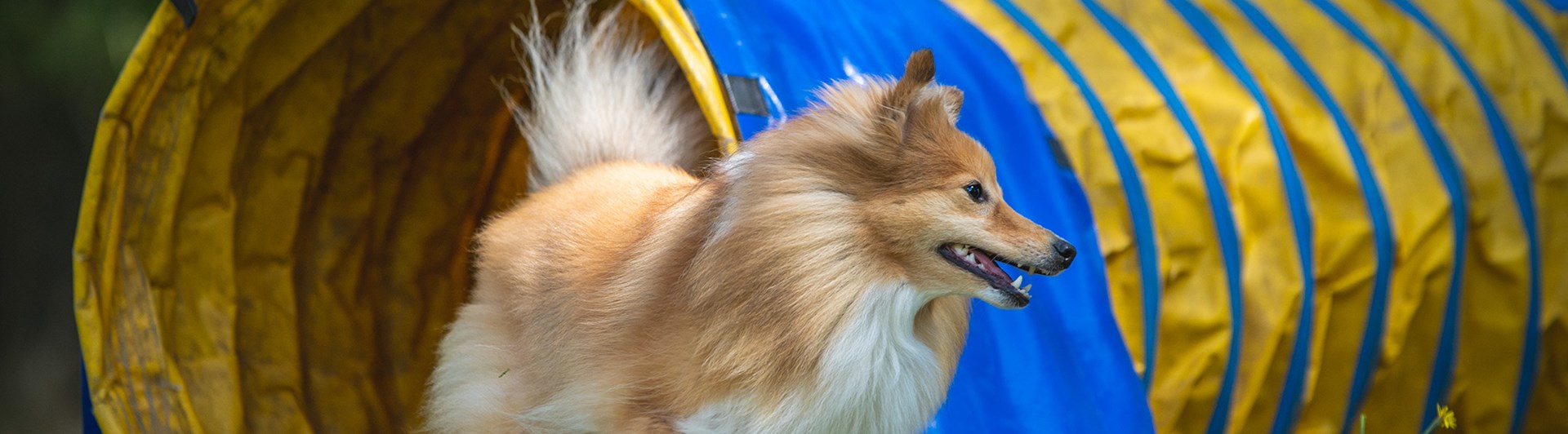 Sheltie agilitytunnel