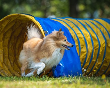 Sheltie agilitytunnel