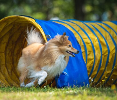 Sheltie agilitytunnel