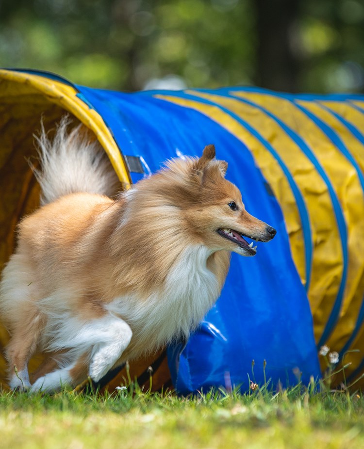Sheltie agilitytunnel