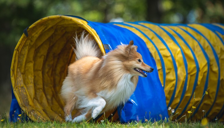 Sheltie agilitytunnel