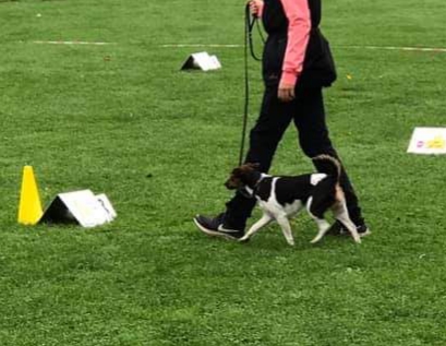 Liten hund i rallylydnad