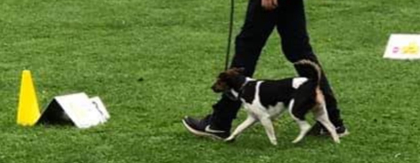 Liten hund i rallylydnad