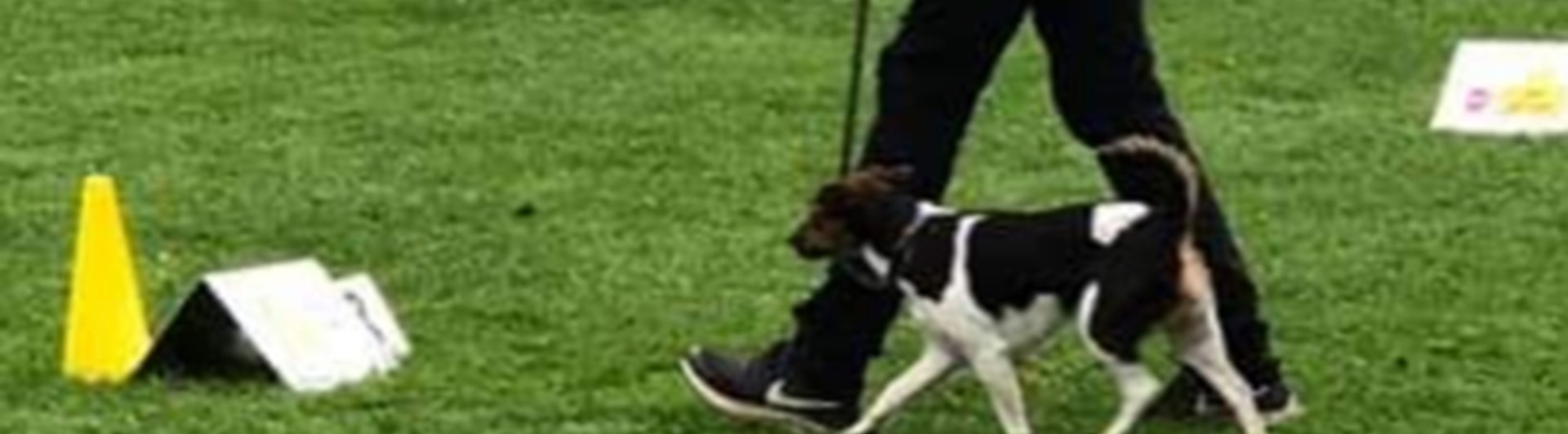 Liten hund i rallylydnad