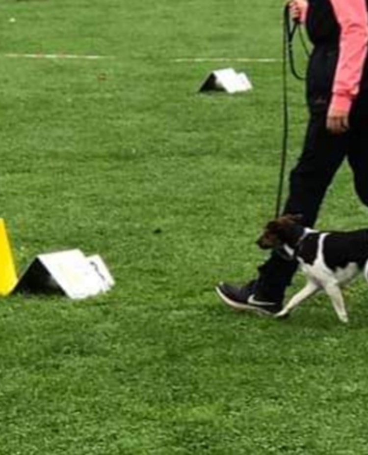 Liten hund i rallylydnad