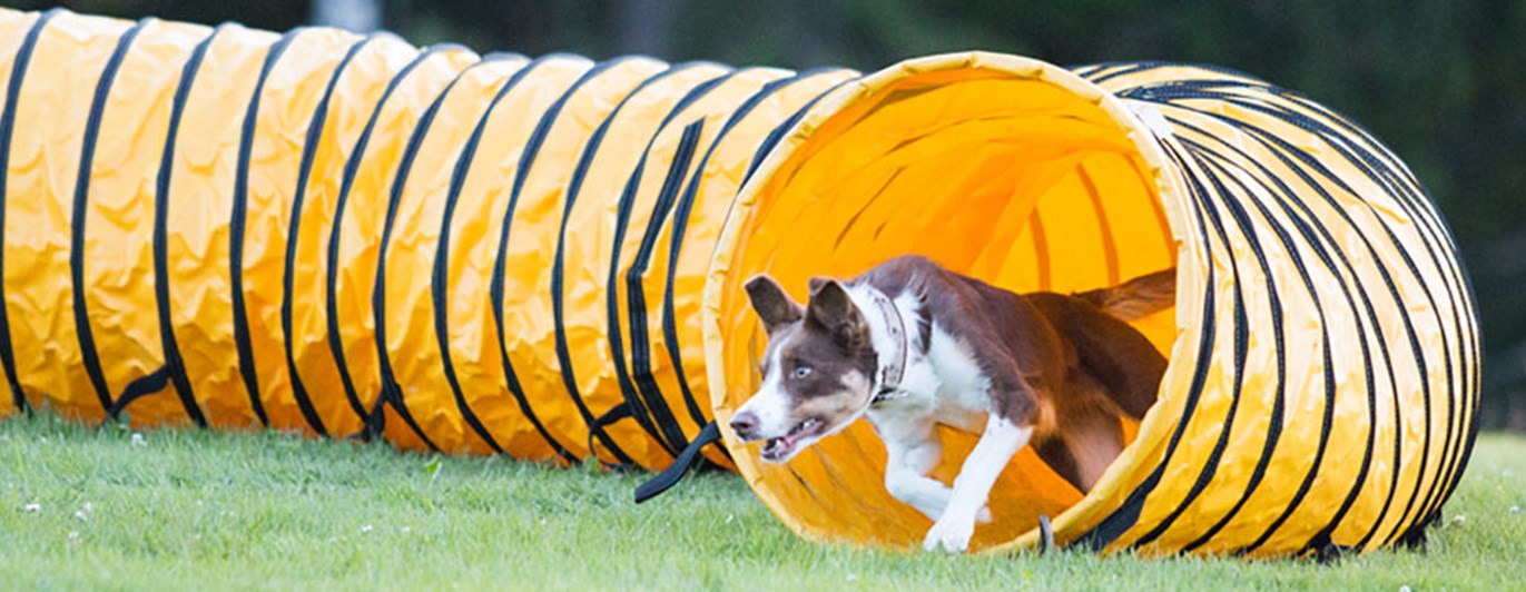 Hund springer ut från en agilitytunnel