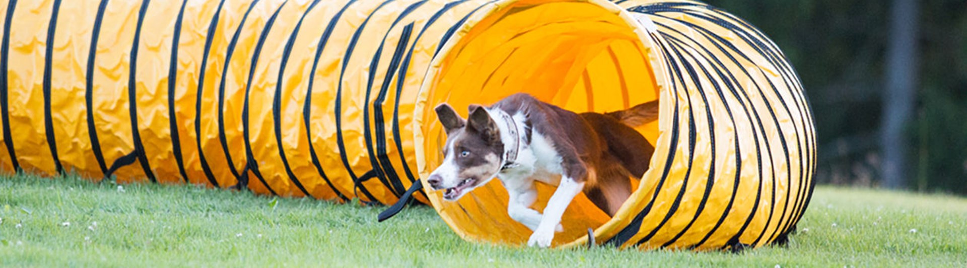 Hund springer ut från en agilitytunnel