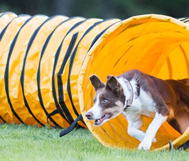 Hund springer ut från en agilitytunnel