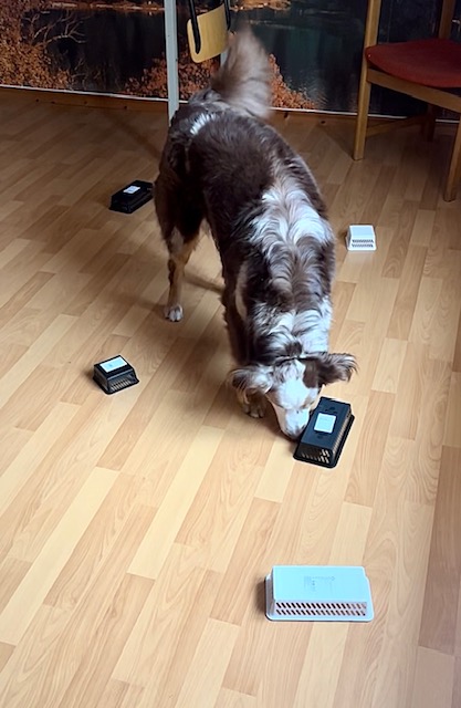Rufus (australian shepherd) som tränar nosework. Letar efter doften eukalyptus i behållarsök.