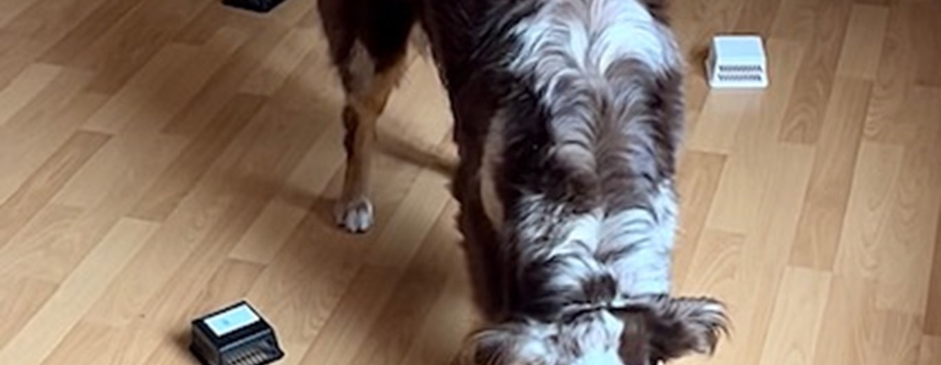 Rufus (australian shepherd) som tränar nosework. Letar efter doften eukalyptus i behållarsök.