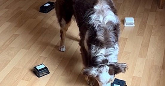 Rufus (australian shepherd) som tränar nosework. Letar efter doften eukalyptus i behållarsök.