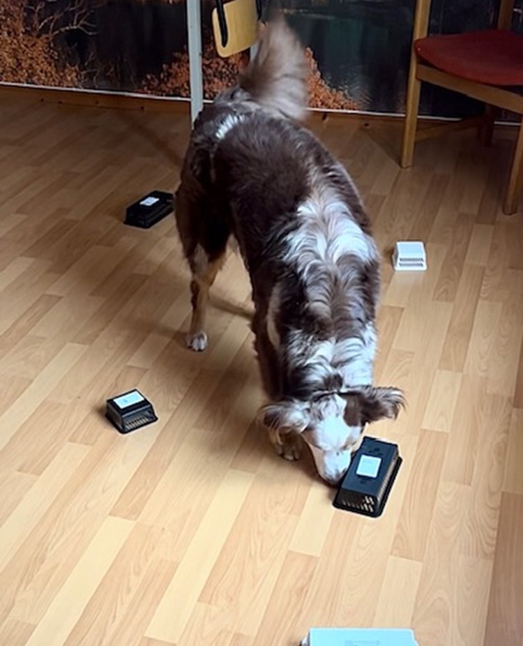 Rufus (australian shepherd) som tränar nosework. Letar efter doften eukalyptus i behållarsök.