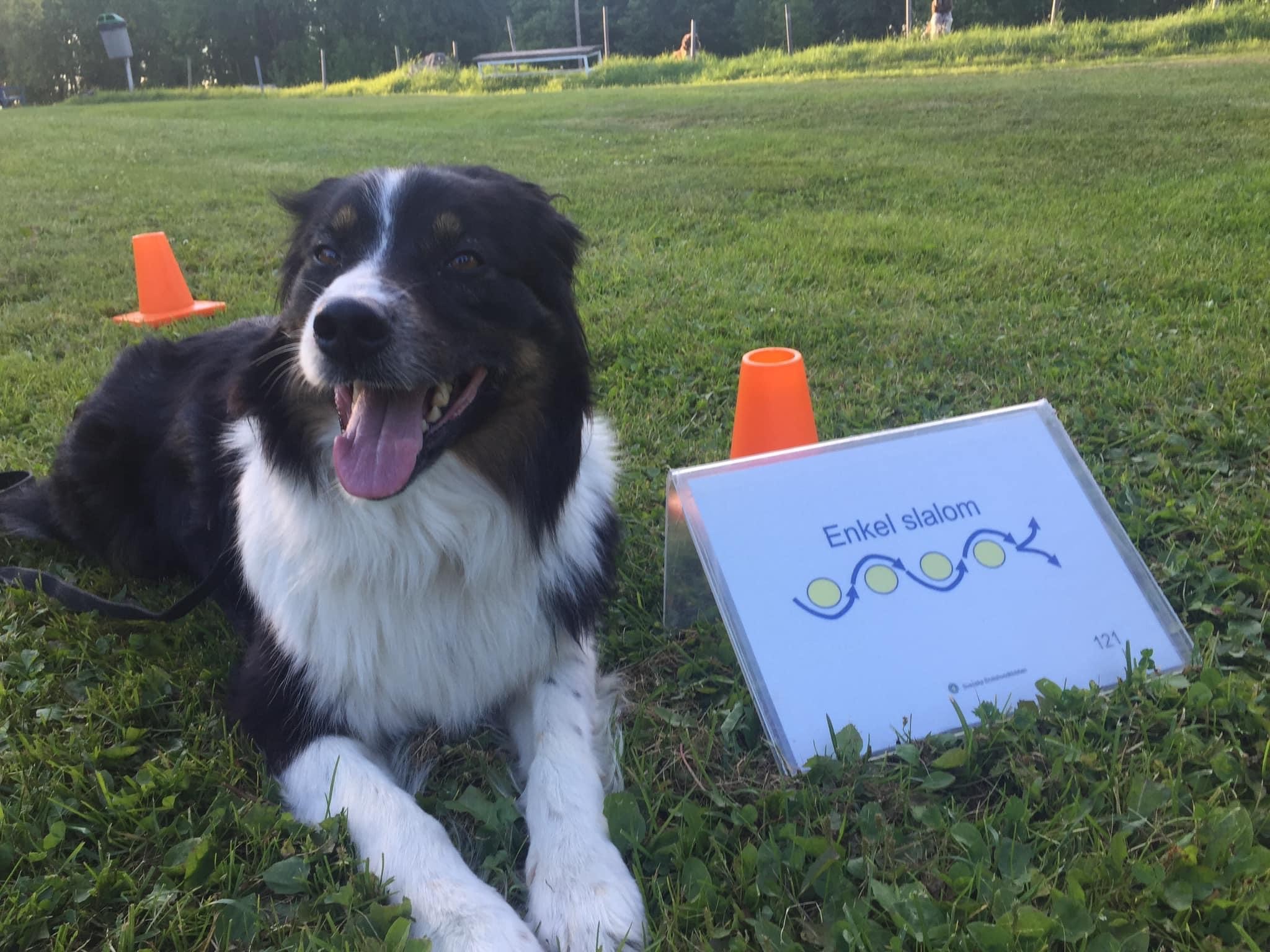 Hund ligger bredvid en rallylydnadsskylt med texten "enkel slalom". Hunden kollar in i kameran och ser glad ut. 