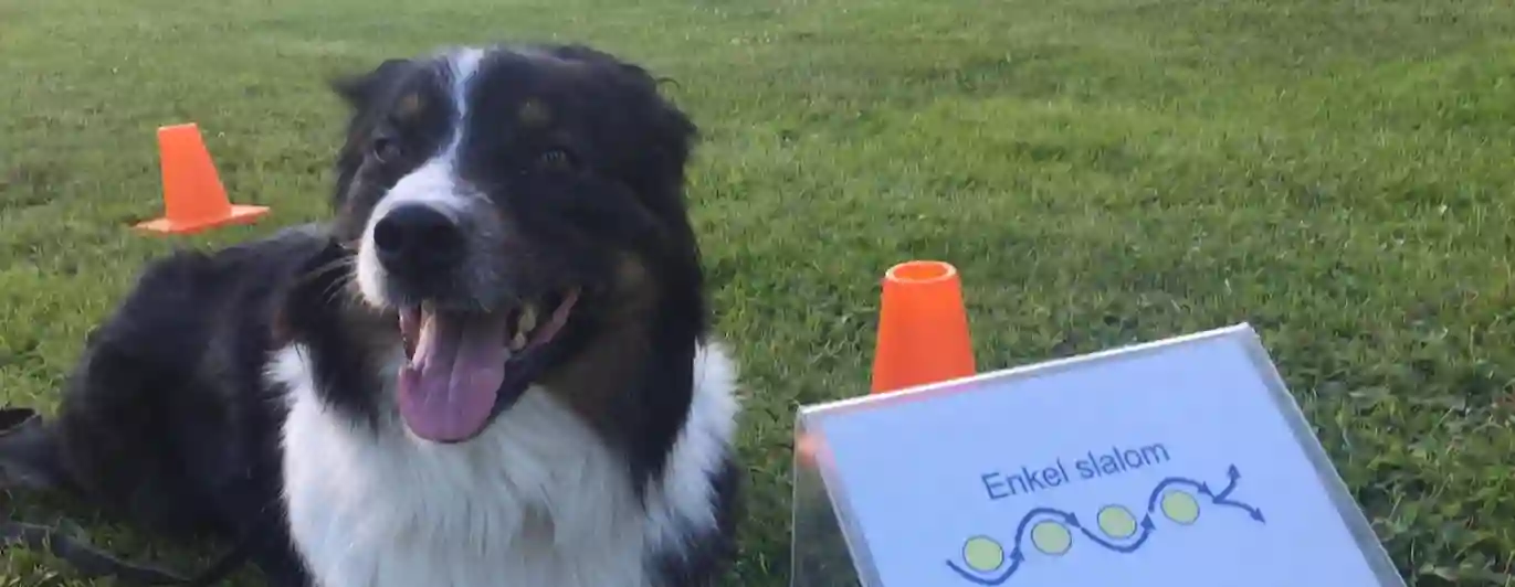 Hund ligger bredvid en rallylydnadsskylt med texten "enkel slalom". Hunden kollar in i kameran och ser glad ut. 
