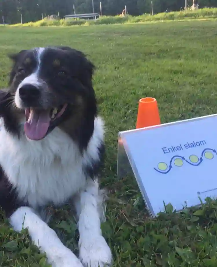 Hund ligger bredvid en rallylydnadsskylt med texten "enkel slalom". Hunden kollar in i kameran och ser glad ut. 