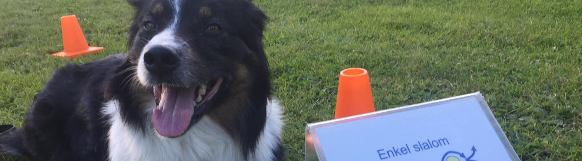 Hund ligger bredvid en rallylydnadsskylt med texten "enkel slalom". Hunden kollar in i kameran och ser glad ut.