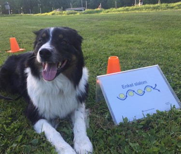 Hund ligger bredvid en rallylydnadsskylt med texten "enkel slalom". Hunden kollar in i kameran och ser glad ut.