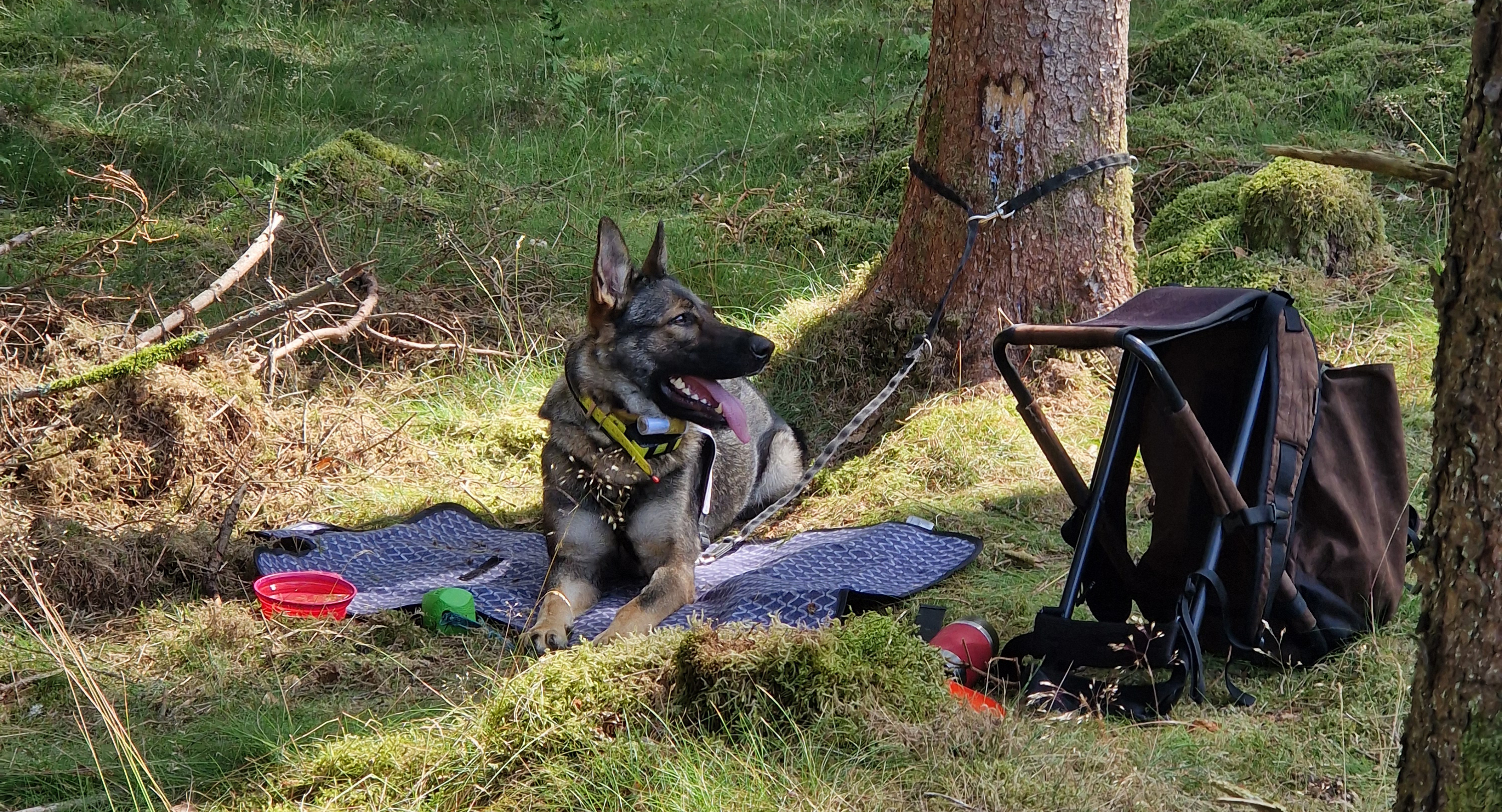 Schäfer ligger och vilar bredvid ryggsäck i skogen, väntar på rapportträning.