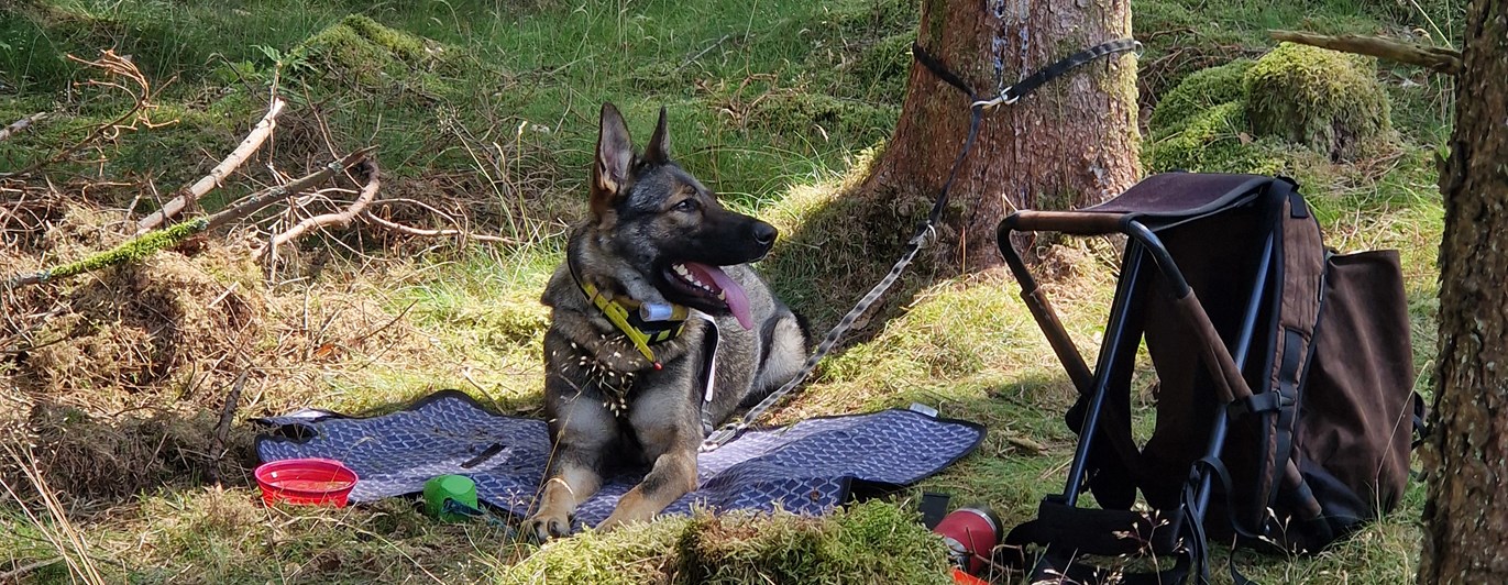 Schäfer ligger och vilar bredvid ryggsäck i skogen, väntar på rapportträning.